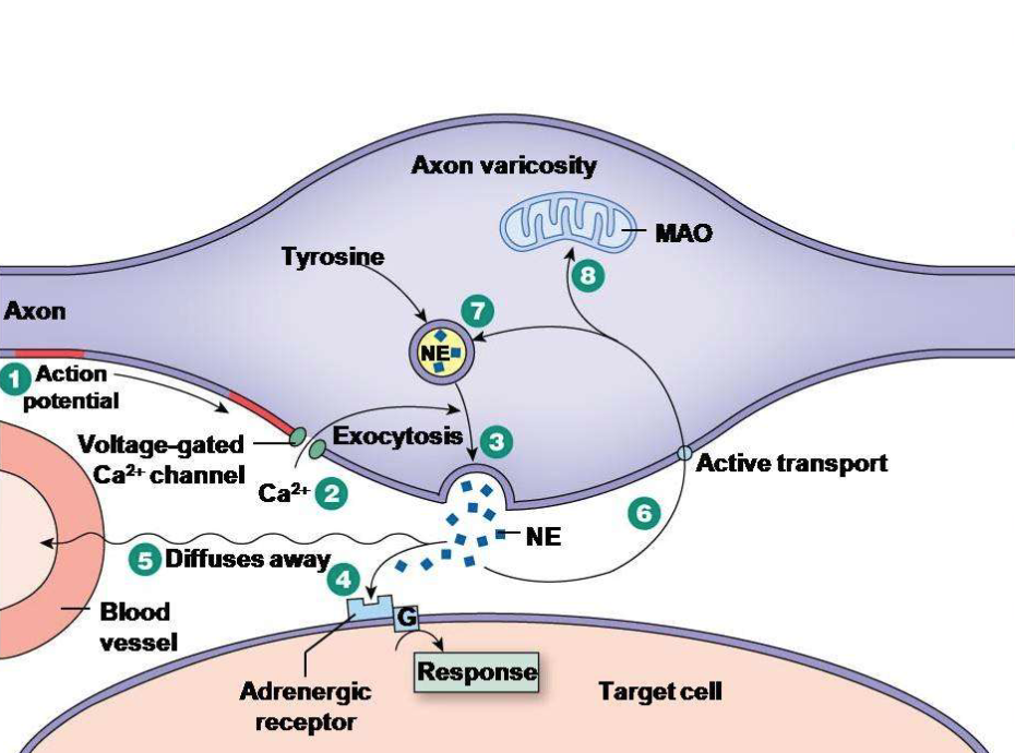 <p>Explain the fifth step of how autonomic neurons target cells.</p>