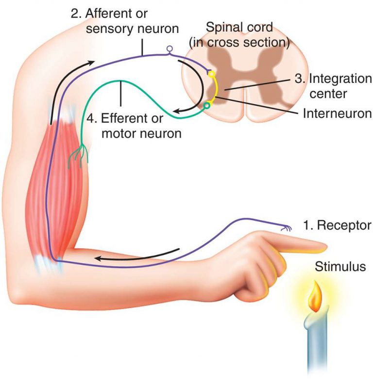 <p>The impulse is transmitted by a sensory neuron from the skin to the spinal cord, where it passes to an interneuron. The interneuron passes the impulse to a motor neuron, which carries the impulse to a muscle. The muscle receives the impulse and contracts.</p>