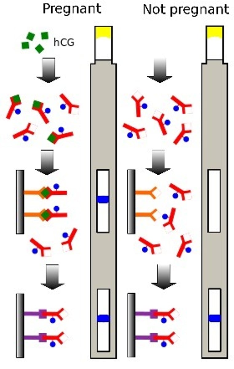 <p>- Antibodies are attached to blue beads</p><p>- As urine passes through reaction zone, antibodies bind to any hCG</p><p>- In results zone, immobilised antibodies bind to any hCG (if test is positive - blue line appears)</p><p>- Other antibodies which don't attach to the hCG bind to antibodies in control zone</p><p>- Blue line always appears in control zone, but blue line in result zone means positive test</p>