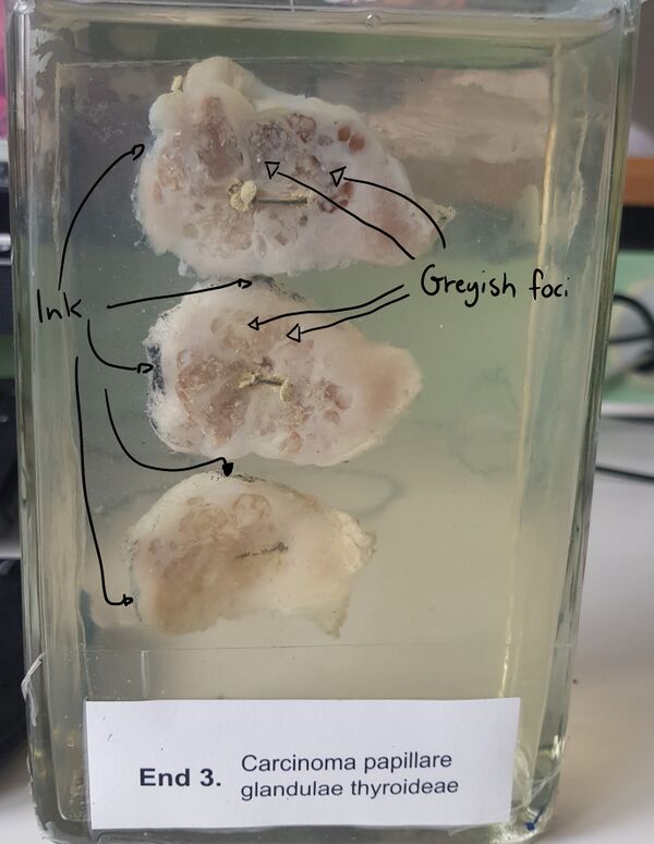<p>What organ is this?</p>