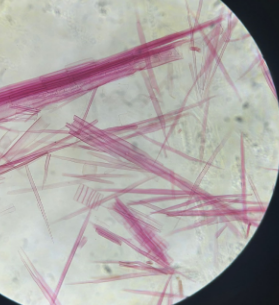dicot stem