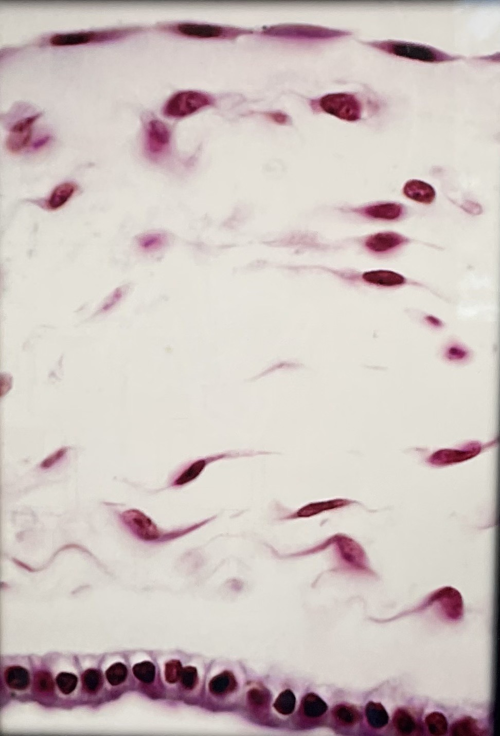 <p>What tissue type is this? What is its function?</p>