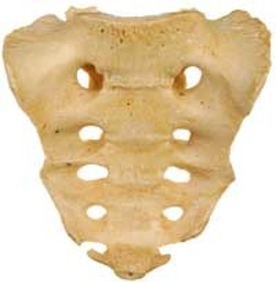 <p>bone formed from five vertebrae fused together near the base of the spinal column</p>