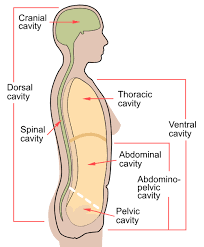 <p>thoracic, abdominopelvic</p>