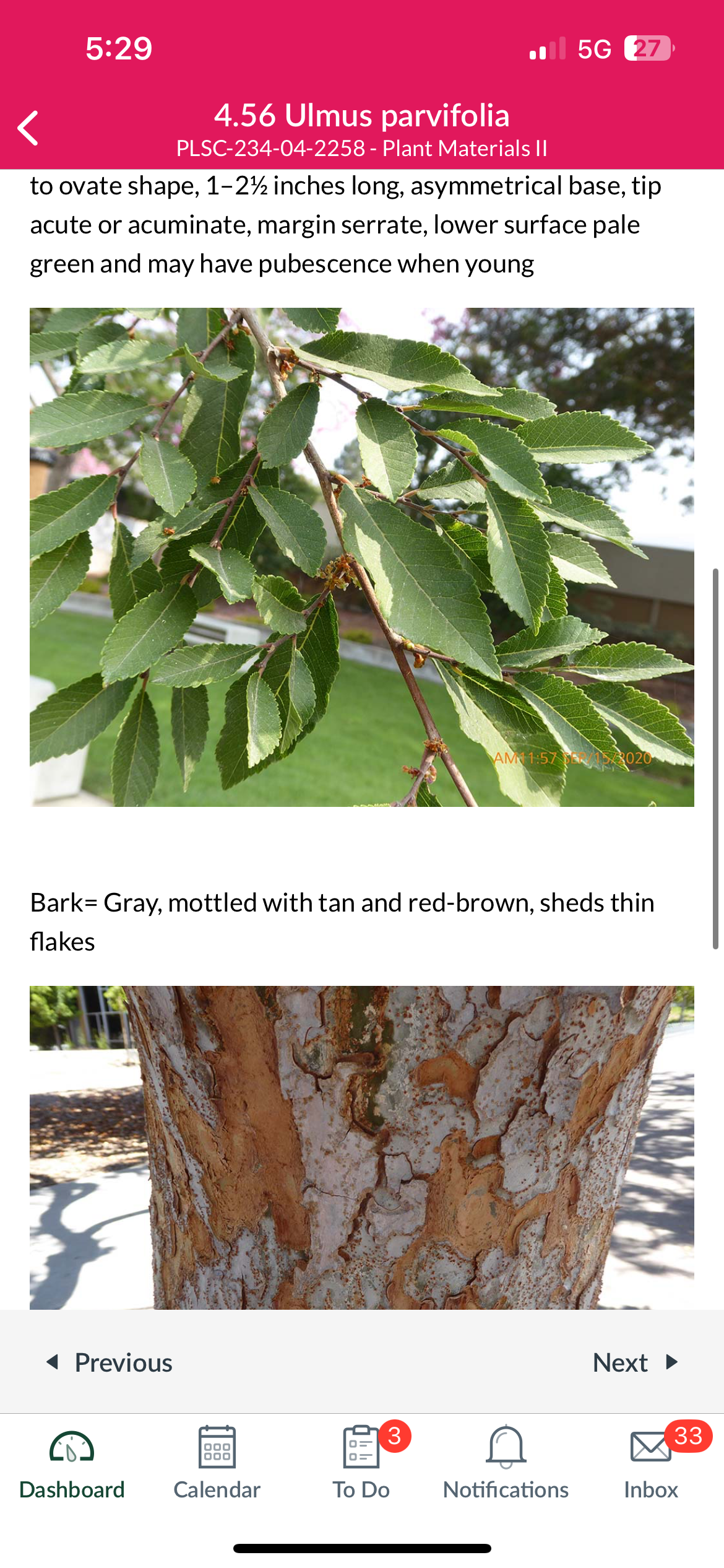 <p>Ulmus parvifolia</p>