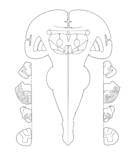 <p>Draw the tectospinal tract</p>