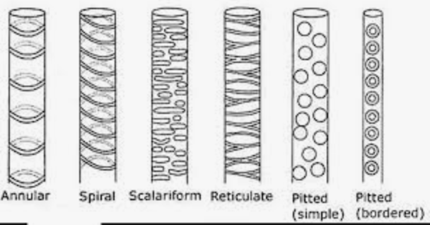 <p>Annular<br>Helical<br>Scalariform<br>reticulate</p>