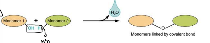 <p>monomers are joined by removed OH from one monomer and removed H from the other</p>