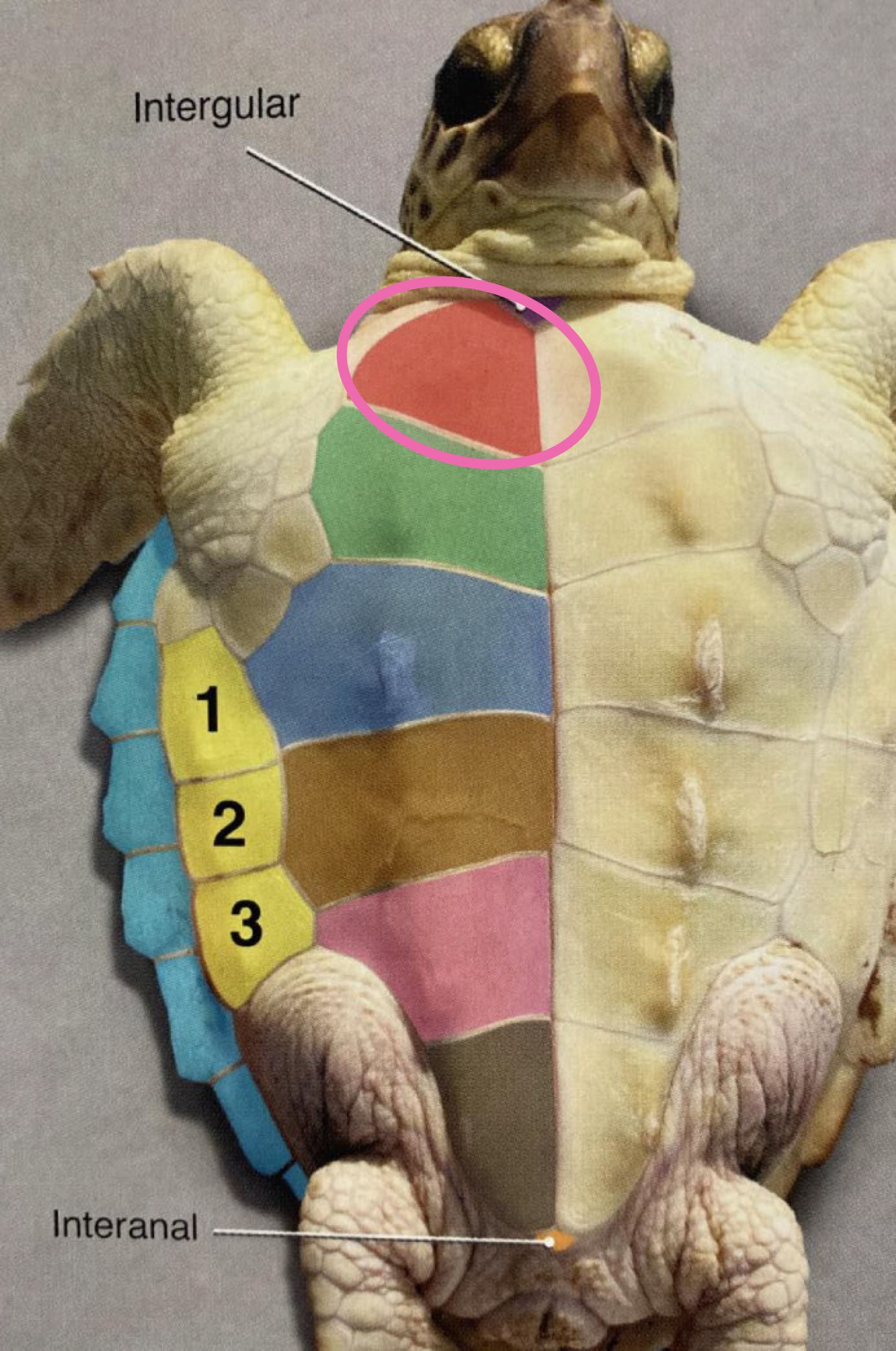 <p>Label the figure</p>