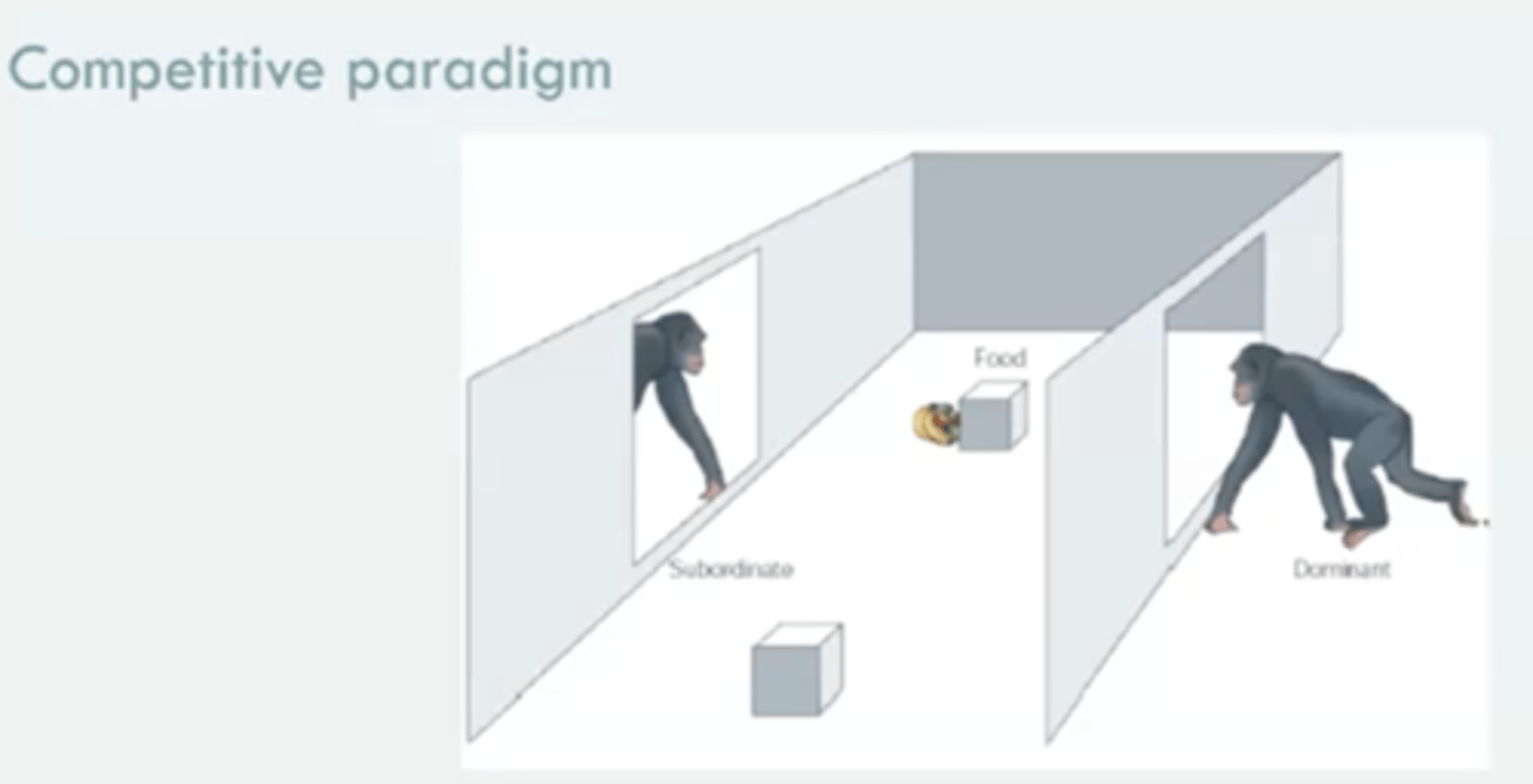 <p>- area decorated to look more natural </p><p>- domaint vs subordinate ape </p><p>- food visible to subordinate but not dominant chimp using blinds. </p><p>- in other condition both chimps could see where food was hidden </p><p>- how do the chimps behave? </p>
