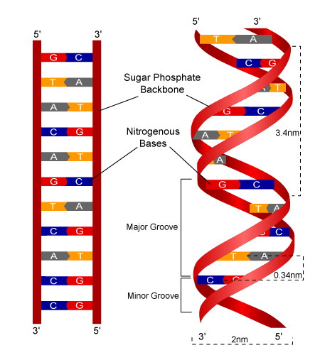 <p>Made up of letter strings. Has 3.2 billion nucleotides. It is how traits are passed along from parents to offspring, which depends on the DNA structure </p>