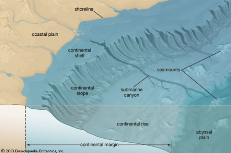 <p>Shallow area of seafloor immediately adjacent to continent - richest area for biodiversity but only makes up 8 percent of oceans</p>