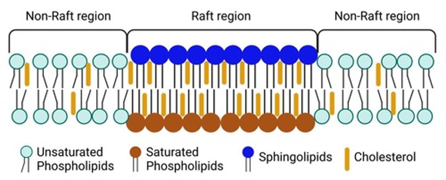 <p>Membrane section rich in cholesterol and sphingolipids.</p>