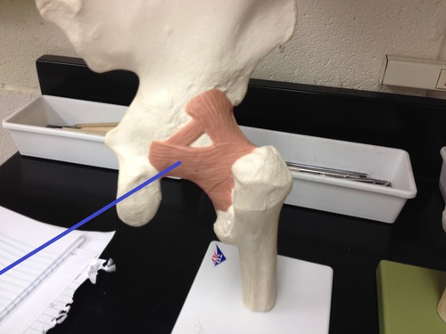 <p>Fx: connects ischium to femur</p>