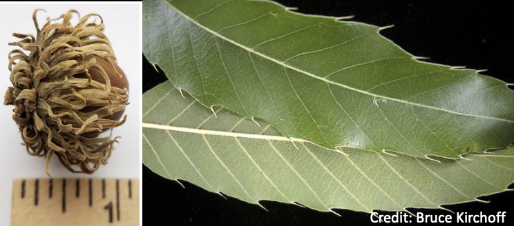 <p>Family<br>Genus<br>Species<br>Common Name</p>