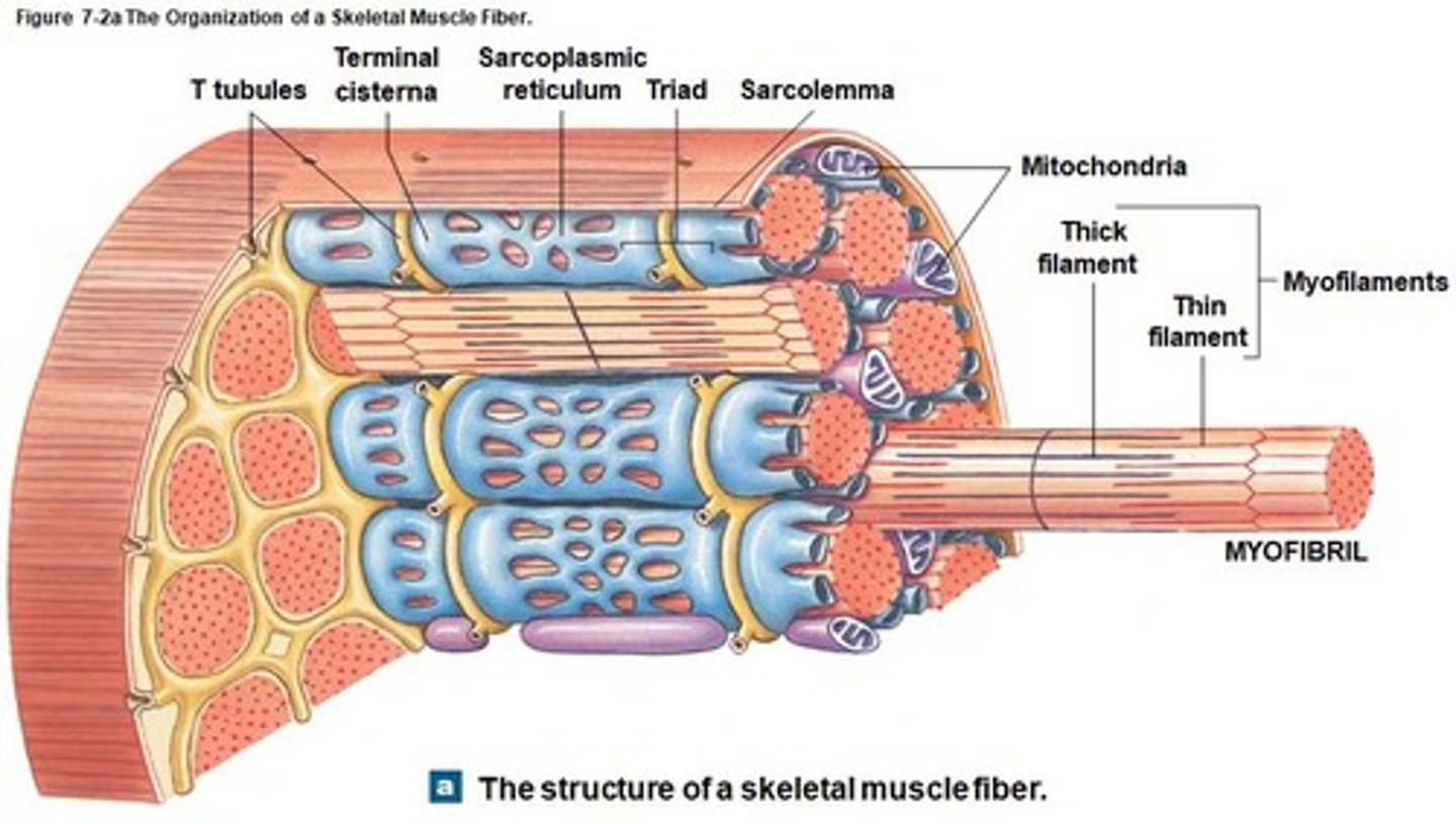 <p>Network allowing impulses to reach muscle fiber interior.</p>