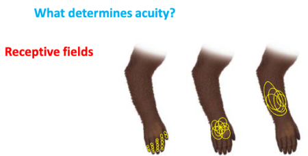 <p><span style="color: red">= they determine acuity</span></p><p>separate receptor fields in parts of body that have good acuity like in the fingers but in body parts with less acuity like the arm the receptive fields are much bigger and overlap a lot</p><p>= Combining their information together that leads to one signal</p>