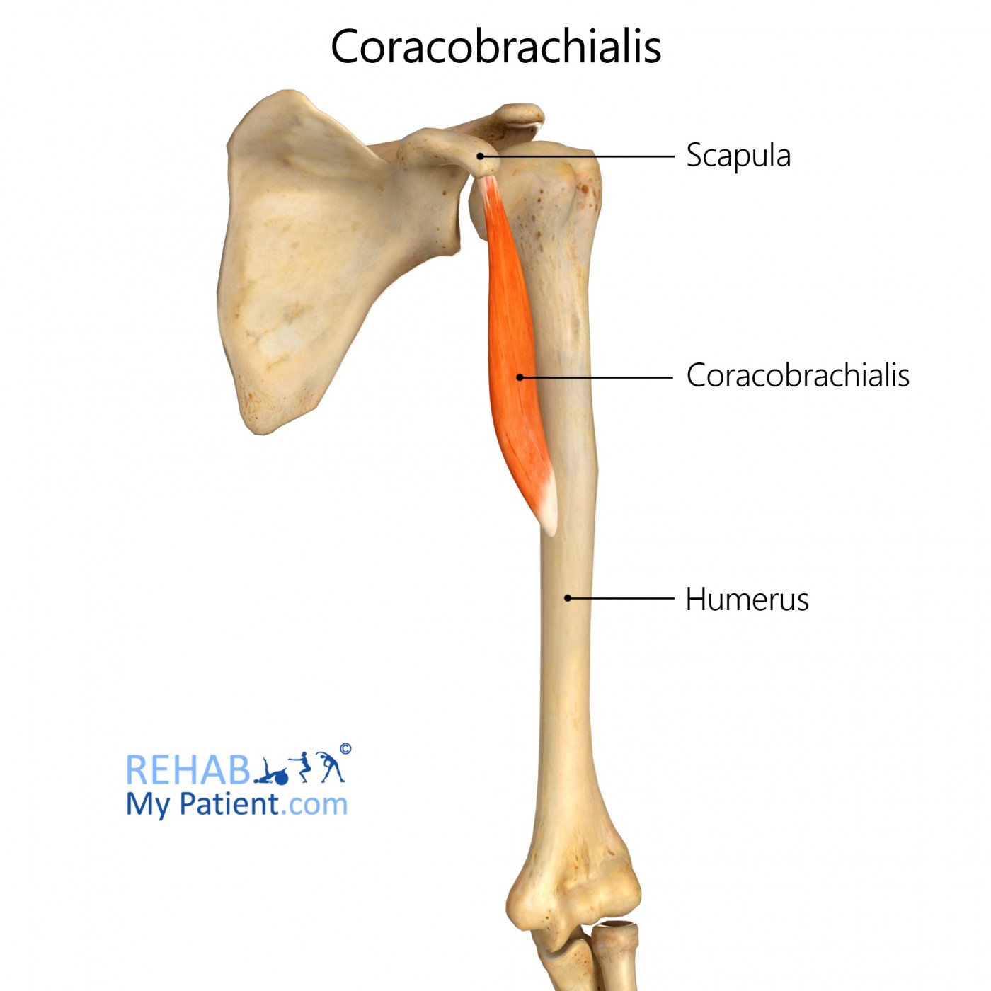 <p>Action: Shoulder ADDuction, flexion</p><p>Origin: Coracoid process (scapula)</p><p>Insertion: Medial humerus</p><p>Innervation: Musculocutaneous nerve C5-7</p>