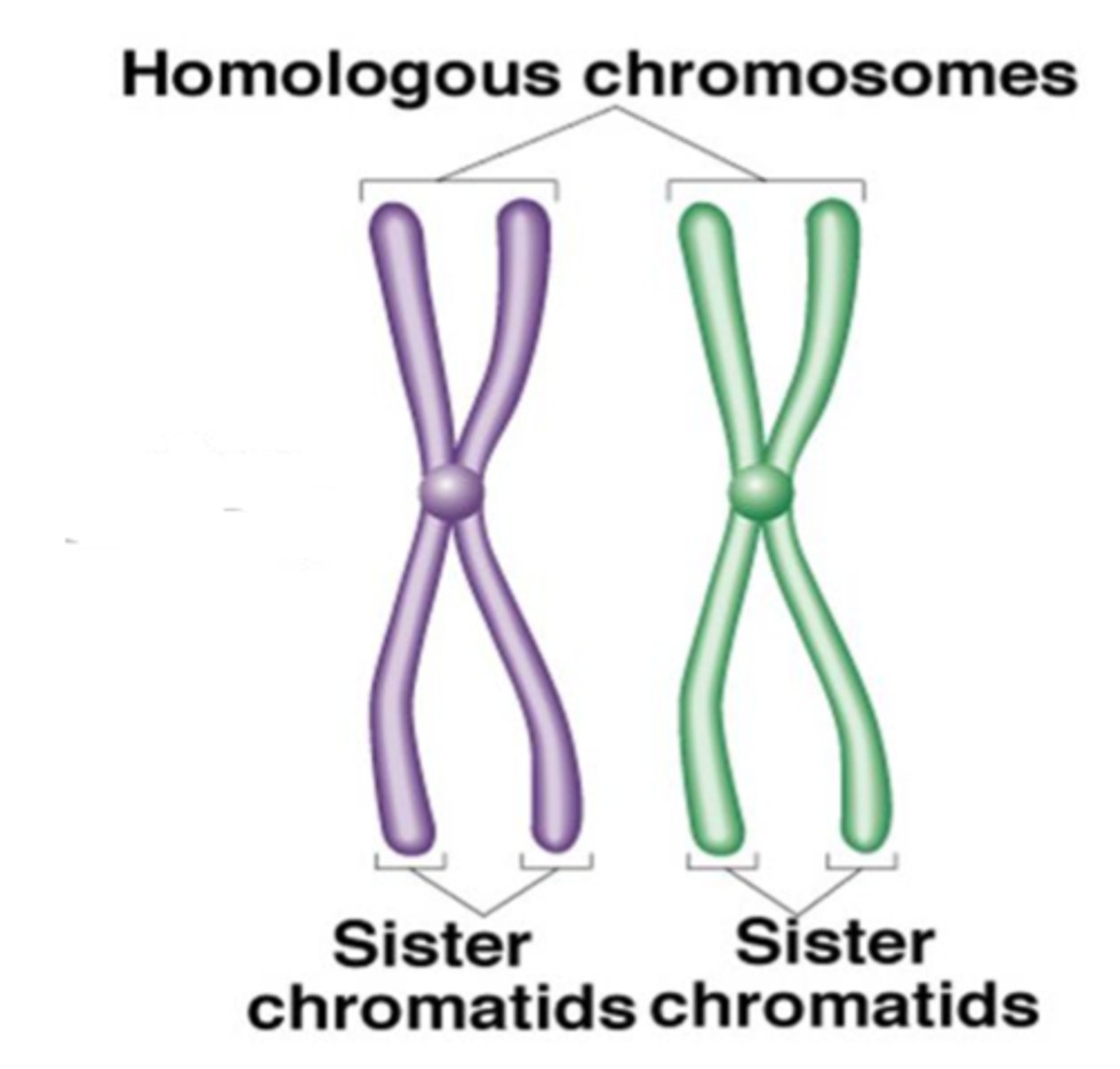 <p>Kromosompar som inneholder de samme genene. Diploide kromosomer, 2 kopier av samme kromosom. 22 par er homologe. 46 kromosomer og er et resultat av mitose. Disse har lik størrelse, gener og oppbygning</p>