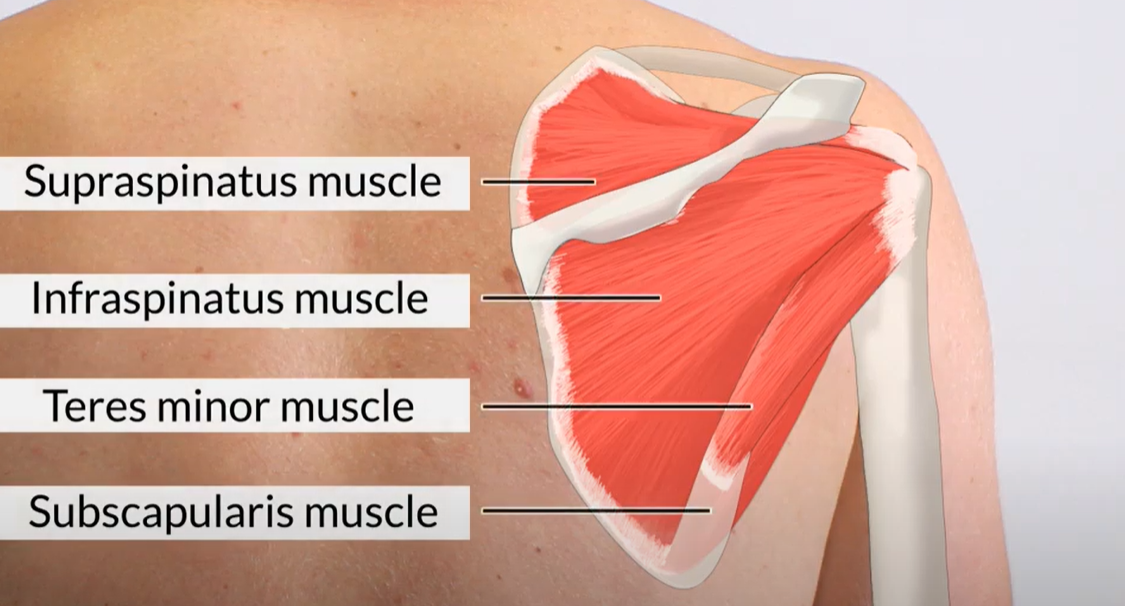 muscular anatomy: teres minor 