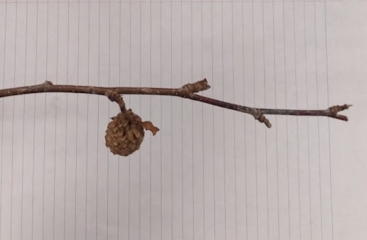 <p>ovate, acute sharp gnarly pointy buds; female cone catkin at spur shoot; scratch and sniff wintergreen</p>