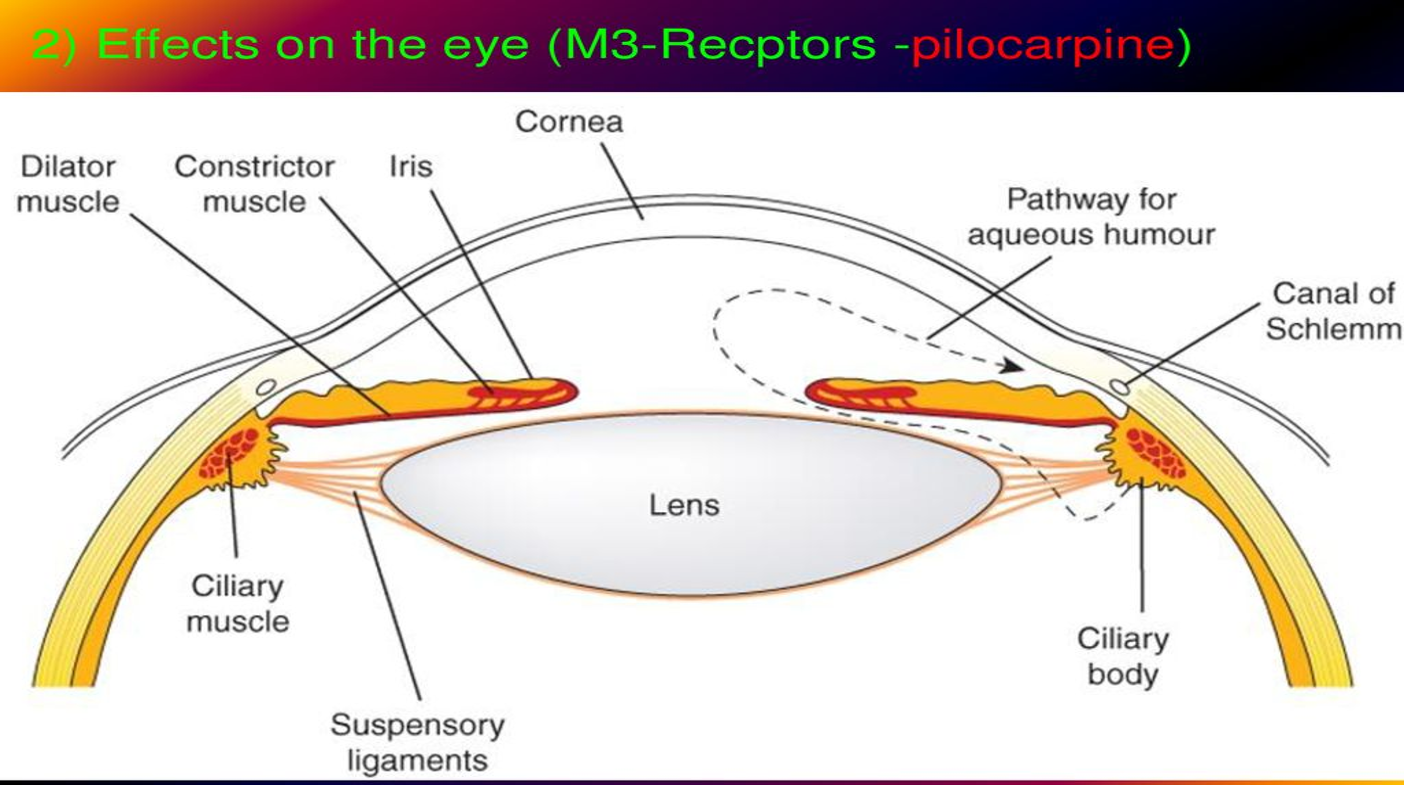 <ul><li><p>muscarinic activity only</p><ul><li><p>acts on subtype of <strong>muscarinic receptor (M3) found at the iris sphincter muscle</strong>, causing the muscle to contract — <strong>resulting in pupil constricting (miosis)&nbsp;</strong></p></li></ul></li><li><p><strong>action facilitates the rate aqueous humor leave the eye to decrease <u>intraocular eye pressure (IOP)</u></strong></p></li><li><p>stable to ACHE</p></li><li><p>DOC for emergent decrease in IOP for glaucoma</p></li><li><p>cholinergic agents increase conventional outflow by constricting longitudinal portion of ciliary muscle</p></li><li><p>cause immediate stop in IOP = increase drainage of aqueous humor (onset ~ few minutes, duration ~ 4-8 hours)&nbsp;</p><ul><li><p>drug of choice for narrow angle/wide angle glaucoma</p></li></ul></li></ul><p></p>