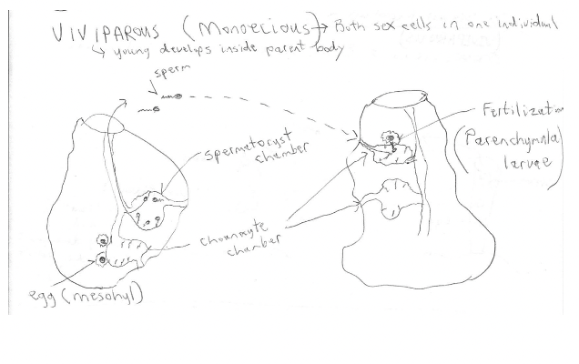 <p>monoecious (one individual makes both sperm and eggs) sponges that form sperm from choanocytes (located in special flagellated chambers and released into the water via the osculum) and eggs from archaeocytes (remain inside the spong and are distributed throughout mesohyl); sperm enters through oscula and fertilizes eggs, zygote develops and forms a parenchymula larva that is released into the water</p>