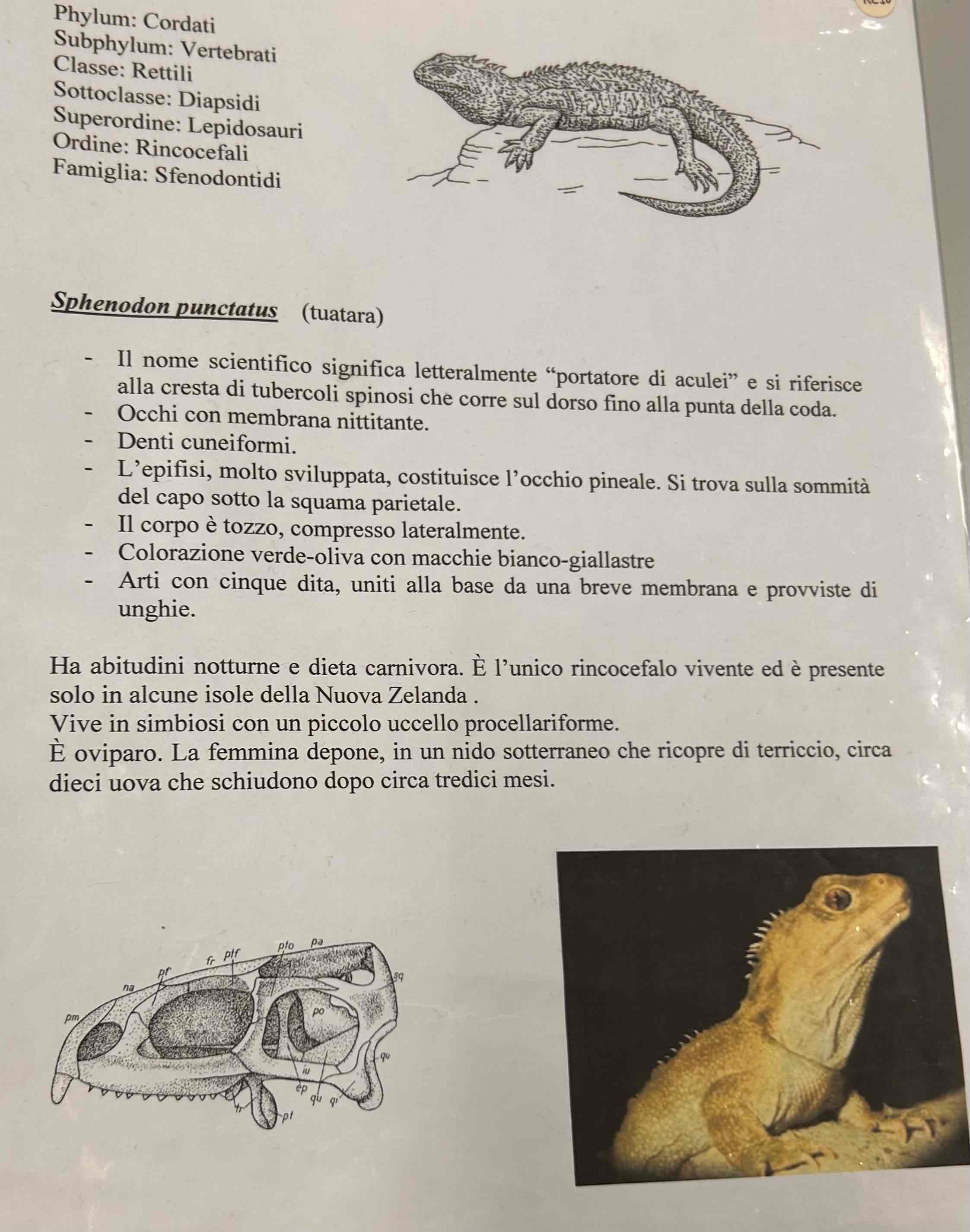 <p>Cordati</p><p style="text-align: start">Vertebrati</p><p style="text-align: start">Gnatostomi</p><p style="text-align: start">Tetrapodi</p><p style="text-align: start">Rettili</p><p style="text-align: start">Lepidosauria</p><p style="text-align: start">Rincocefali</p><p style="text-align: start">Sphenodon punctatus (tuatara)</p>