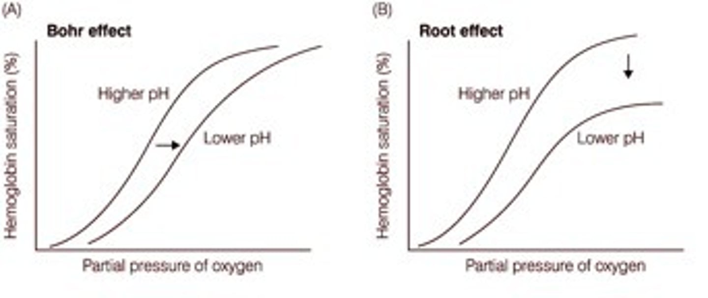<p>As blood pH decreases, oxygen affinity decreases</p>