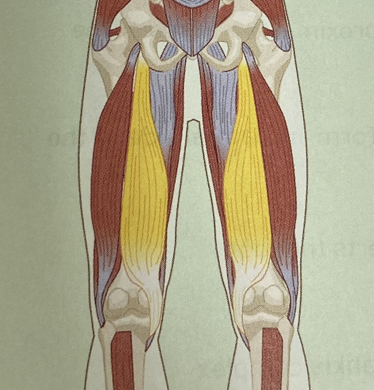 <p>category: hamstring complex</p><p>origin: bottom of the pelvis</p><p>insertion: posterior aspect of the tibia</p><p>isolated function: concentric knee flexion, hip extension, and tibial internal rotation</p><p>integrated function: eccentric knee extension, hip flexion, and tibial external rotation</p><p>stabilizes the LPHC and knee</p>