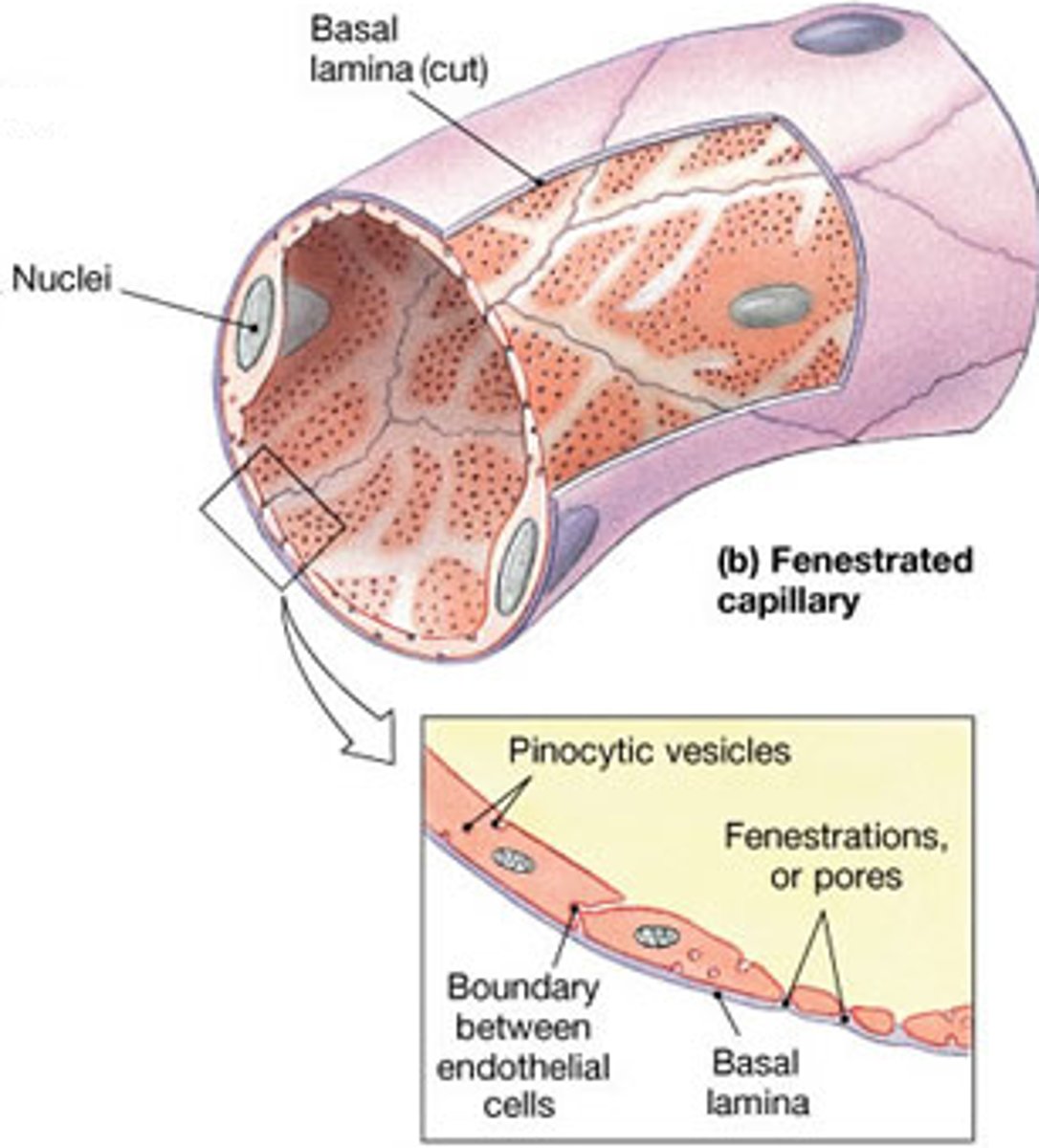 <p>have pores in vessel wall; found in kidneys, intestines, and endocrine glands</p>