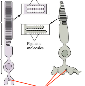 <p>identify the structure</p>