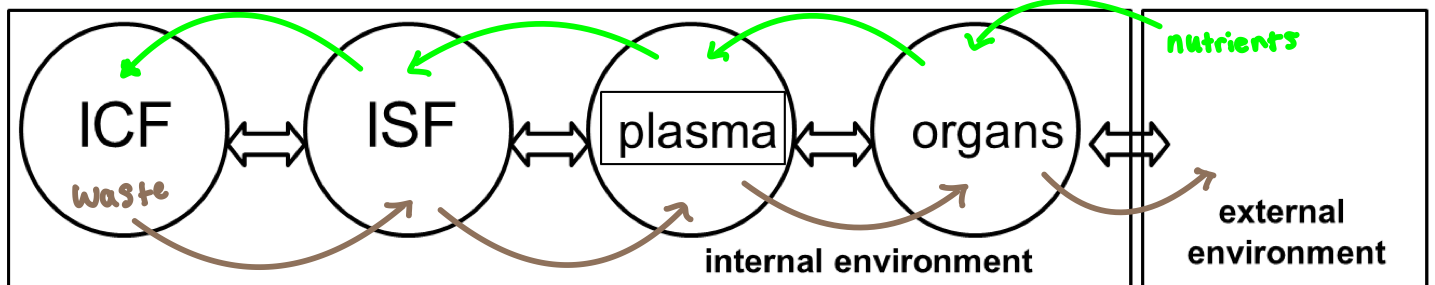 <ol><li><p>Intracellular Fluid</p></li><li><p>Interstitial Fluid</p></li><li><p>Plasma</p></li><li><p>Organs</p></li></ol><p></p>