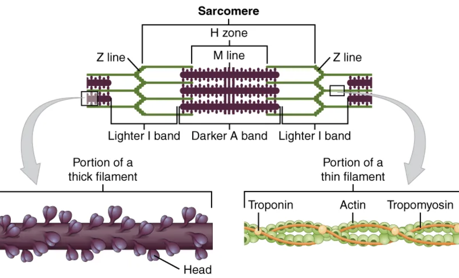 <p>thin filament</p>