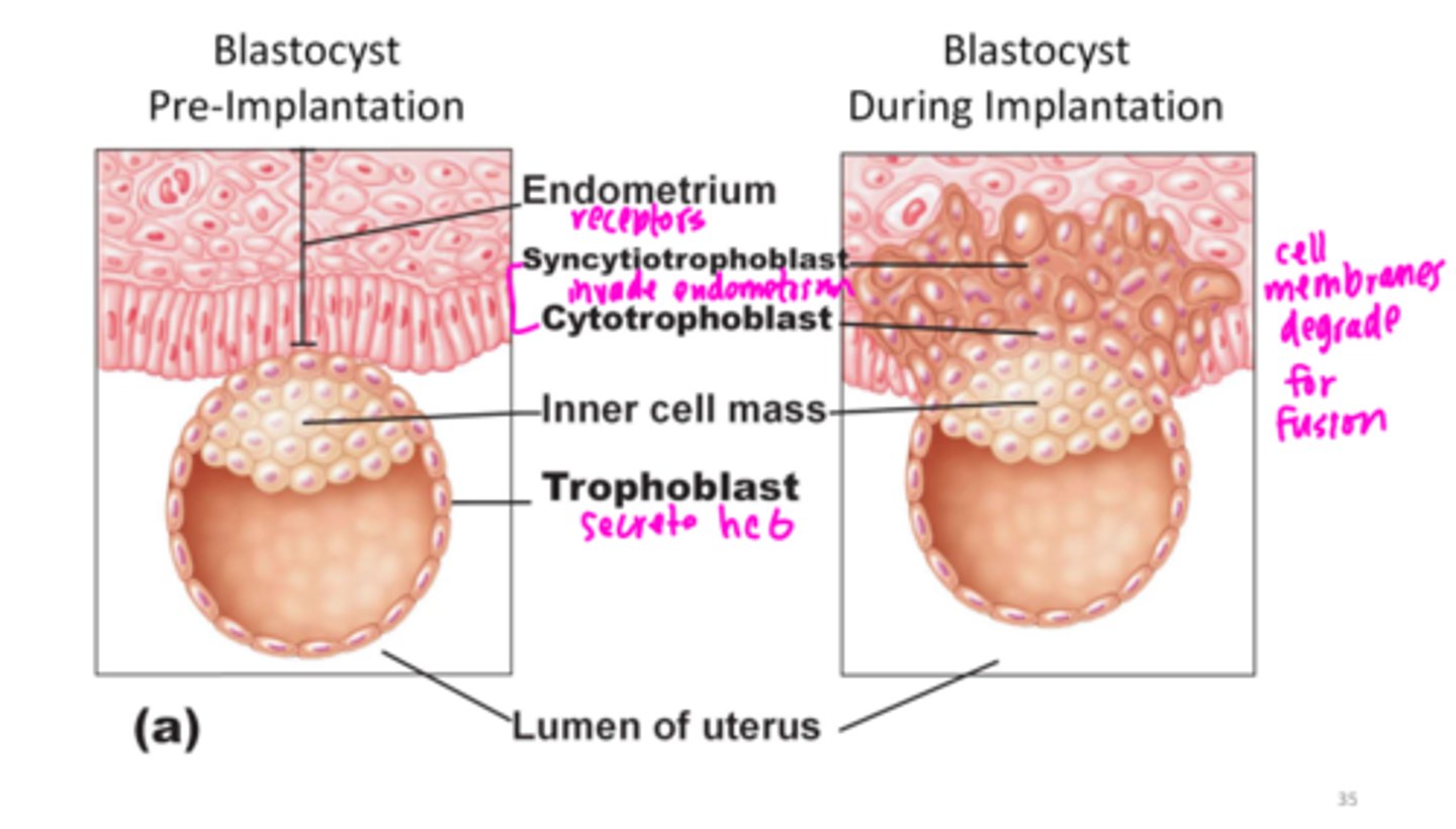 <p>Syncytiotrophoblast</p>