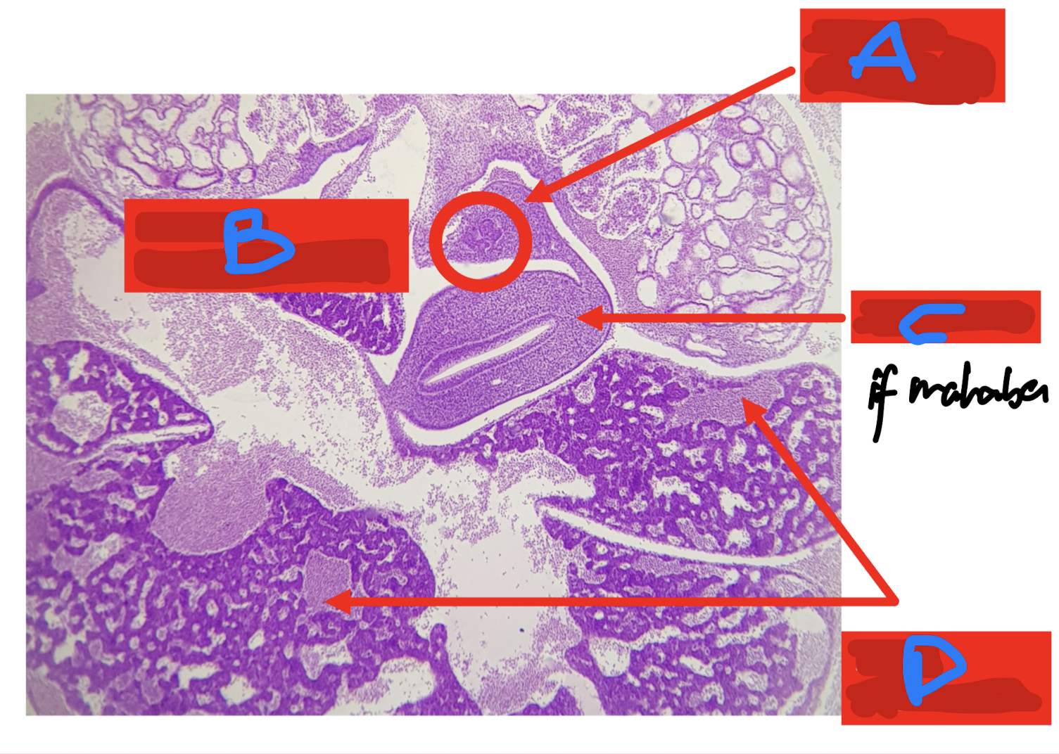 <p>Identify the structure</p>