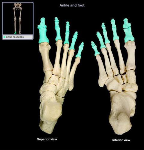 14 pairs of toe bones; each toe contains a proximal, middle, and distal phalanx. The big toe contains only a proximal and distal phalanx