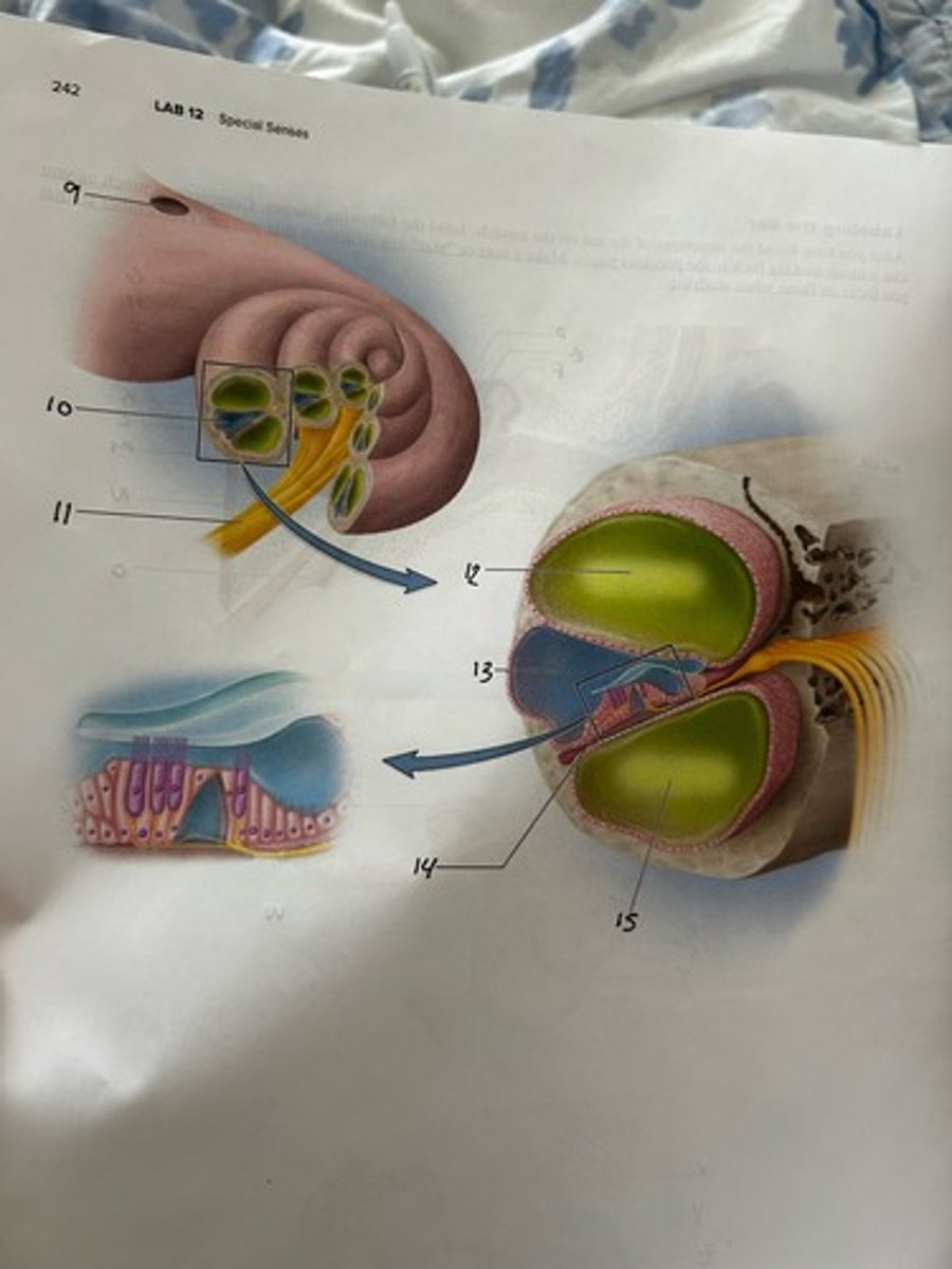 <p>11</p>