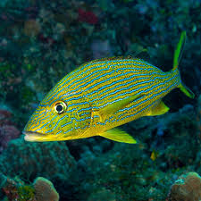 <p>yellow-green &amp; blue striped</p>