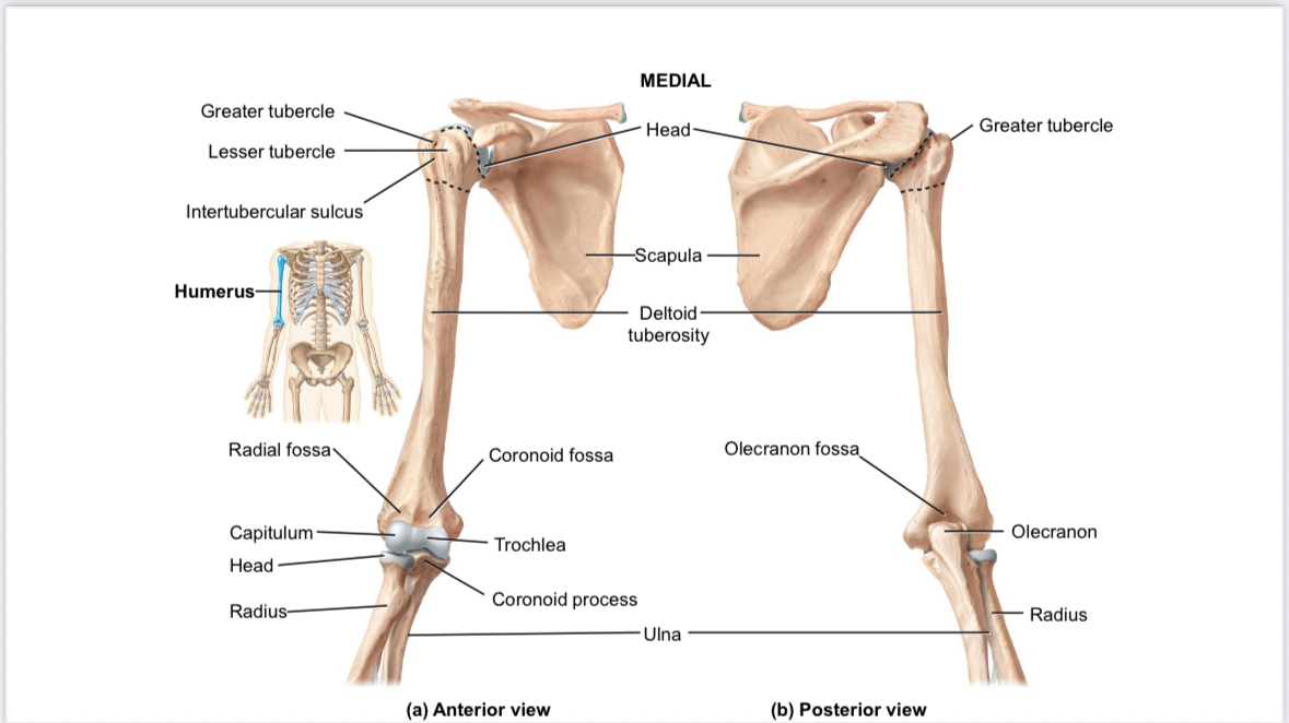 <p>Ulna: olecranon process</p>