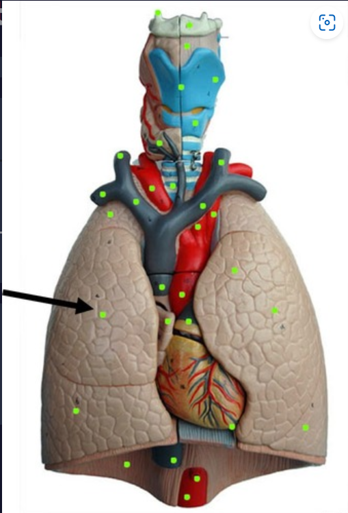 The uppermost section of each lung.