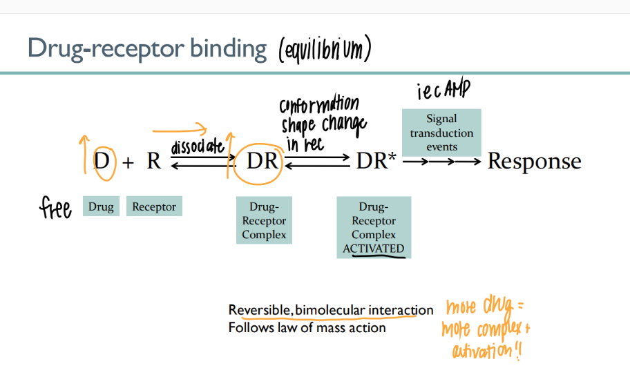 <ol><li><p>drug receptor (free) </p></li><li><p>drug-receptor complex (bind) </p></li><li><p>drug-receptor ACTIVATED </p></li><li><p>signal transduction → response </p></li></ol>