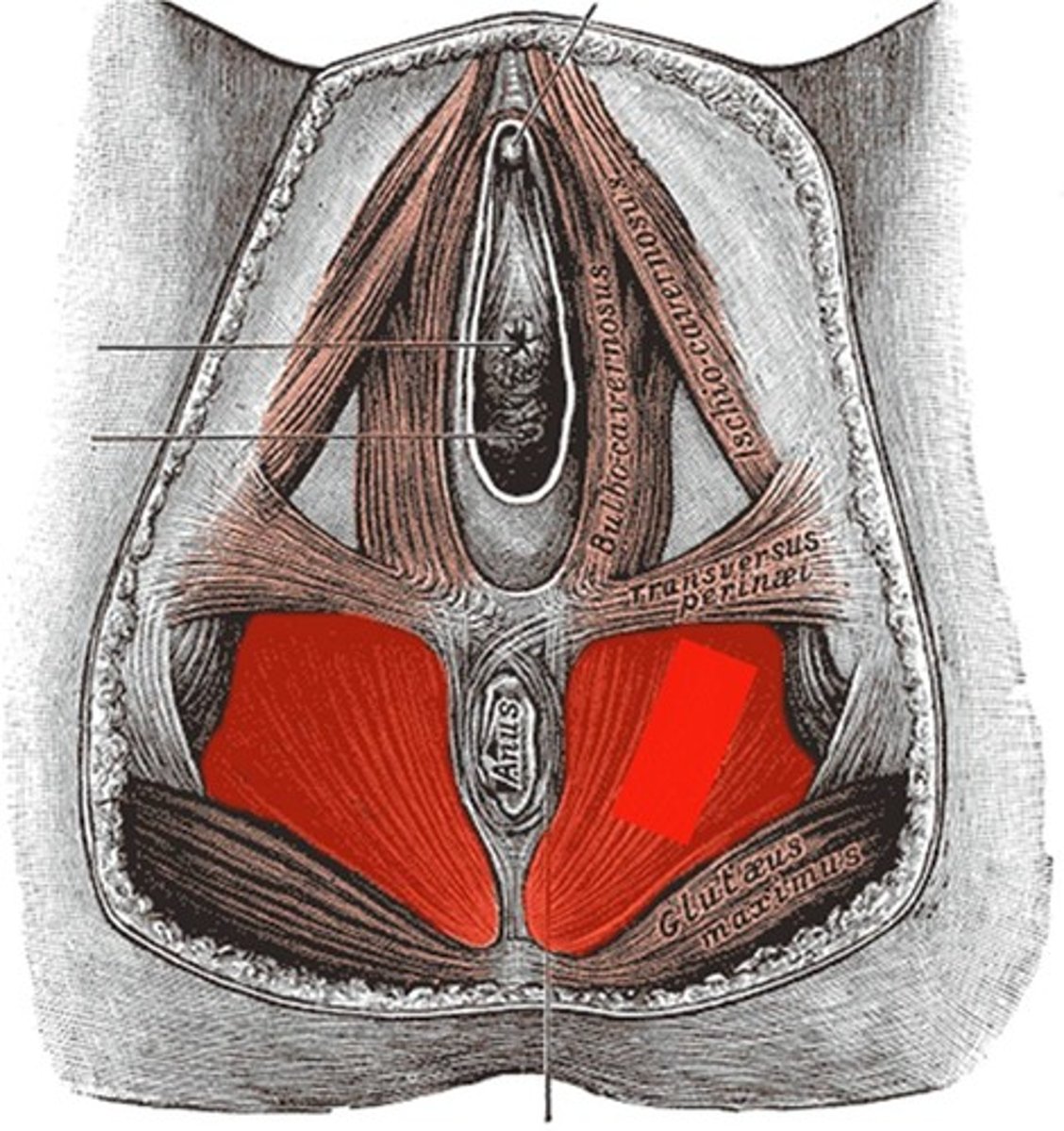<p>What pelvic floor muscle is this, and what is its action (female)</p>