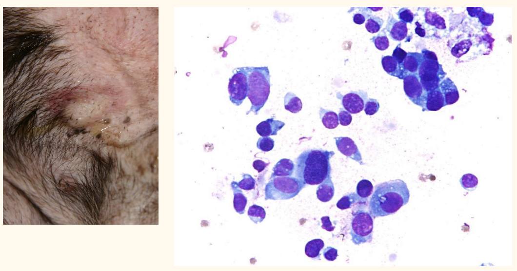 <p>Another rapidly growing mass in young dog; what is it?</p>