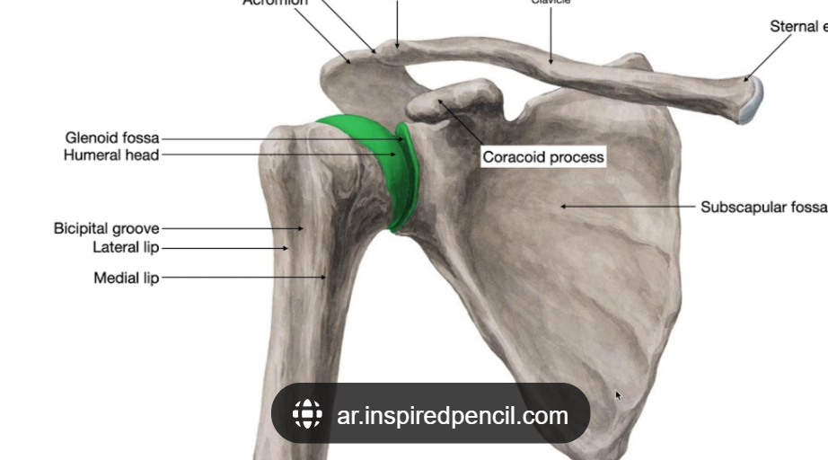 <p>Glenohumeral Joint</p>