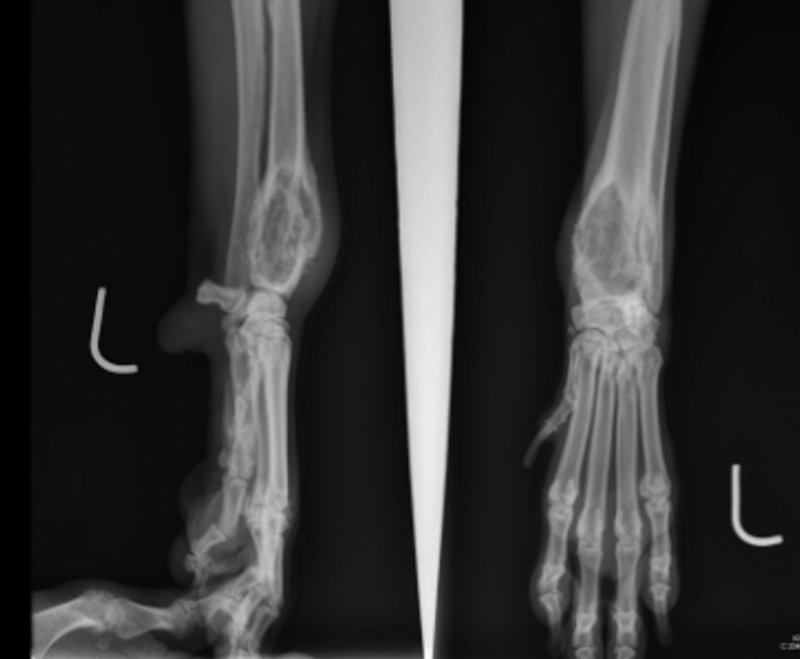 <p>what is neoplasia?</p>