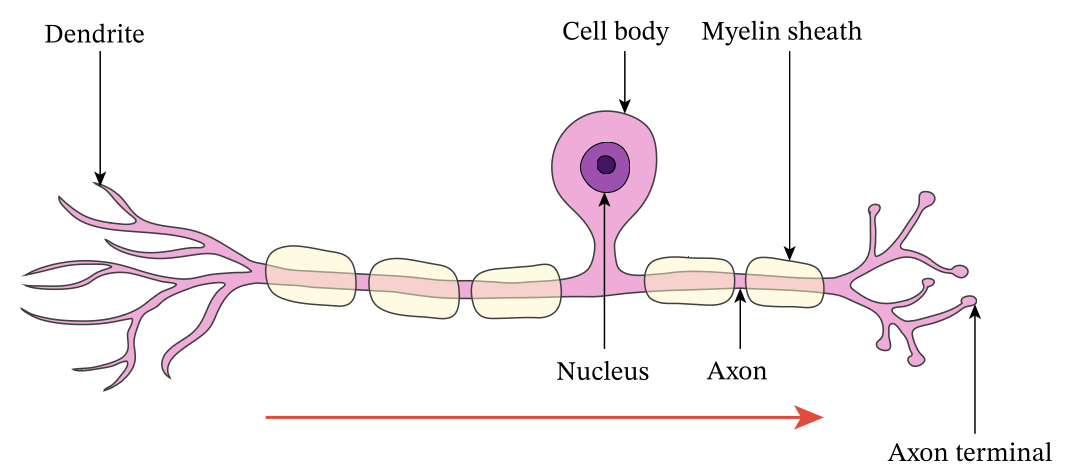 <p>Sends information from the PNS to the CNS</p>