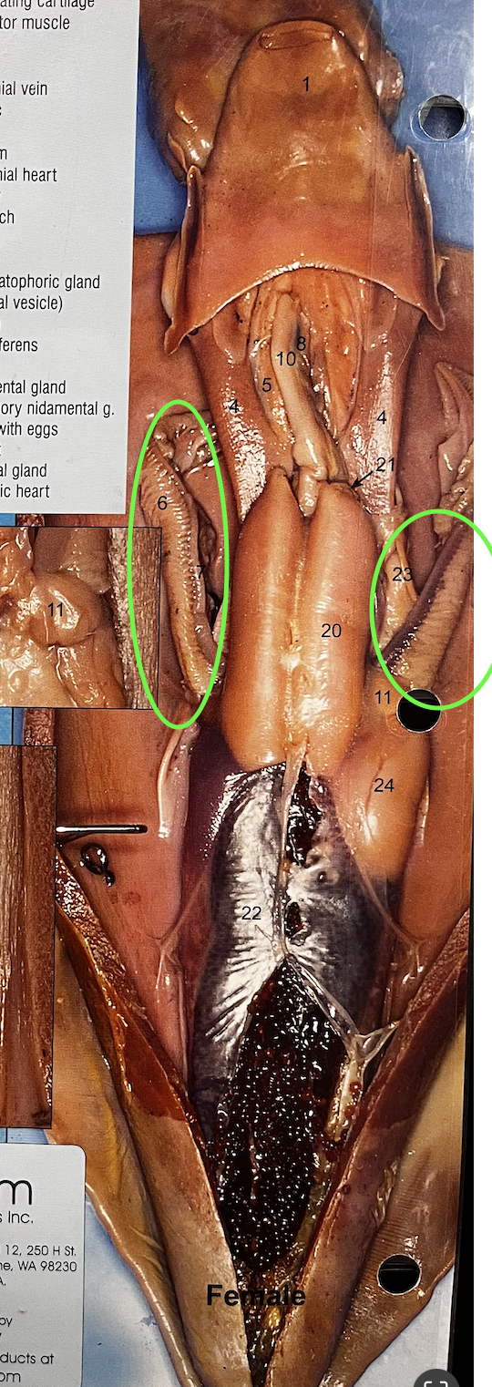 <p>Squid: for respiration</p>