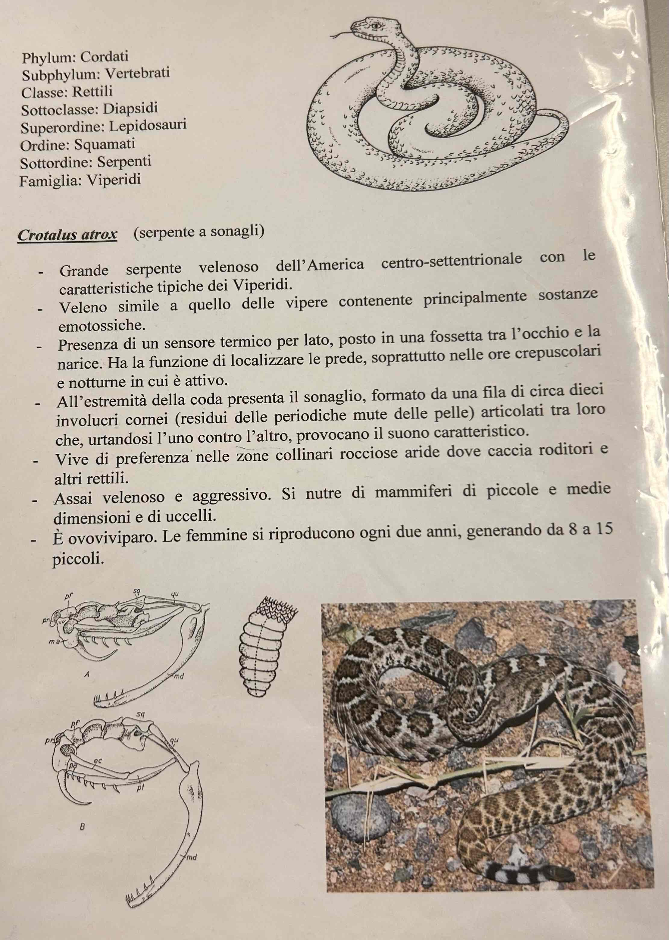<p>Cordati</p><p>Vertebrati</p><p>Gnatostomi</p><p>Tetrapodi</p><p>Rettili</p><p>Lepidosauria</p><p>Squamati</p><p>(Ofidi)</p><p>Crotalus atrox [serpente a sonagli]</p><p></p>