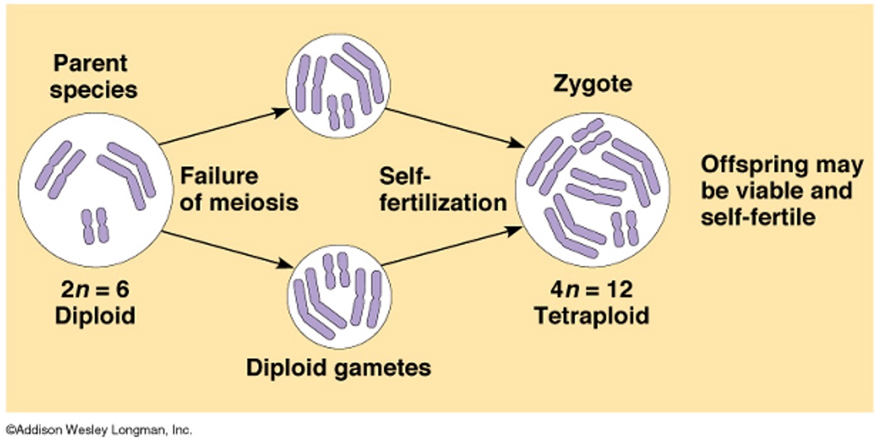 POLYPLOIDY